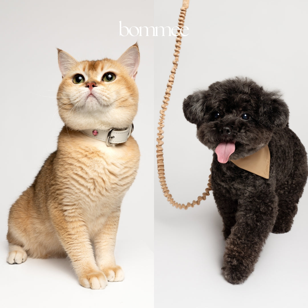 Meet Bommee: The New Face of Luxury Pet Fashion