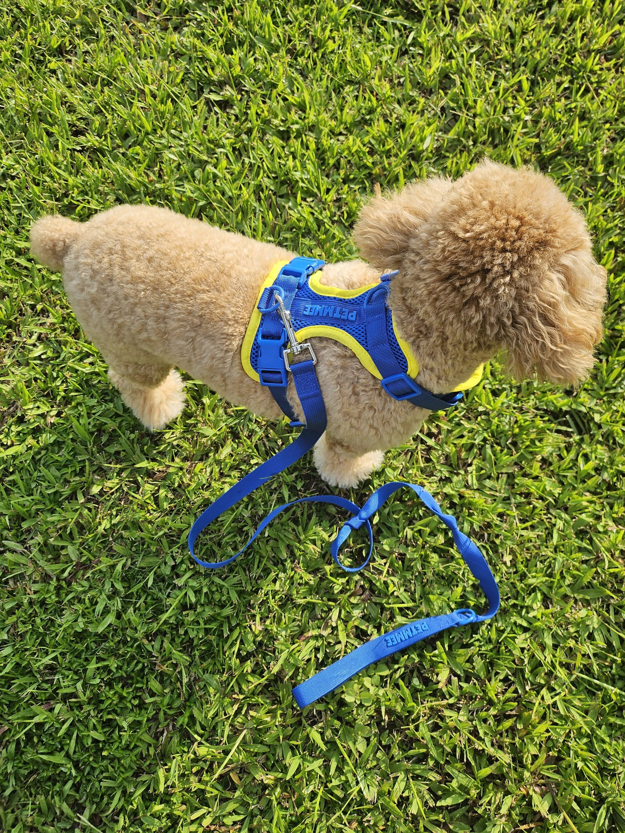 Cloud Mesh Harness - Blue